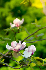 Beautiful magnolia tree blossoms in springtime. Jentle magnolia flower against sunset light.