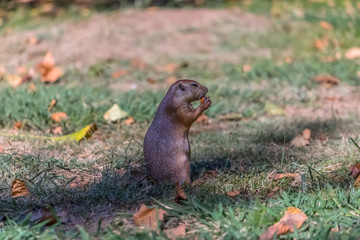 Detailed view of a single funny rodent, prairie dog, genus Cynomys