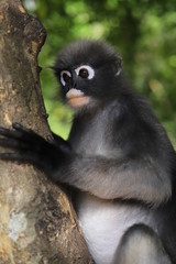 Dusky Leaf monkey , Langur monkey 