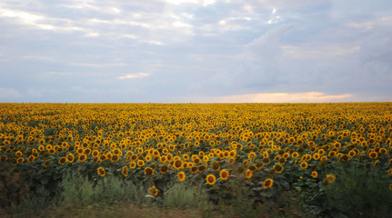 sunflowers of the south of Ukraine