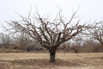 tree without leaves in the garden, pruning trees in the garden