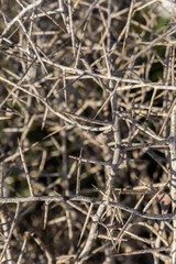 texture of the plant dry spines in the field