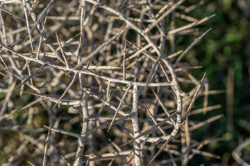 texture of the plant dry spines in the field