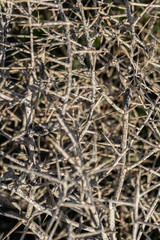 texture of the plant dry spines in the field