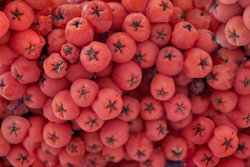 Orange rowan berries on the whole frame. Berry texture. for background
