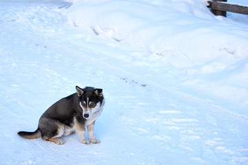 a small young husky dog sits and sadly looks ahead guarding the farm territory in winter on a frosty clear day. copy space