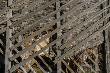 texture of the old house of reeds