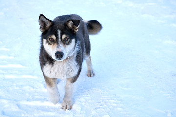 a small young Siberian dog husky runs forward guarding the farm in winter on a frosty day. copy space