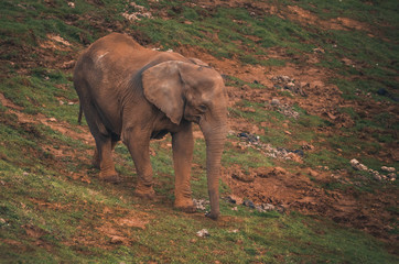 Obraz premium Nice portrait of an elephant. Animal