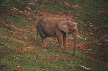 Fototapeta na wymiar Nice portrait of an elephant. Animal