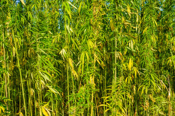 Field of the medical cannabis plant on summer