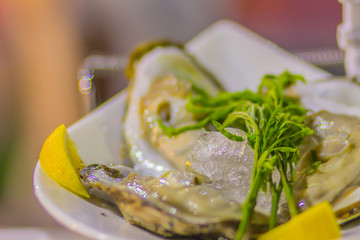 Extra large size of oysters served on ice with young lead tree leaves and a piece of lemon on the side.