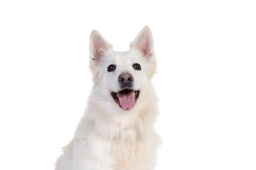White swiss shepherd dog portrait facing the camera isolated on white background