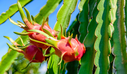 dragon fruit red on a branch