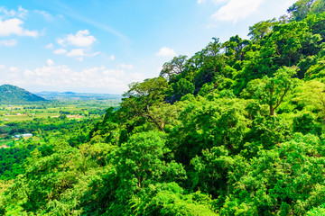 jungle view from the top