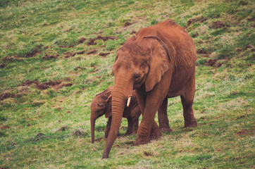 Fototapeta na wymiar Elephant mother with her baby