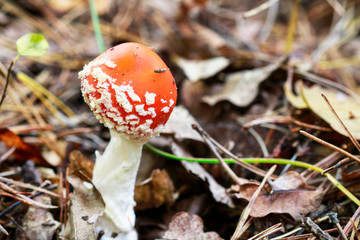 Red fly agaric (amanita muscaria) in the forest.