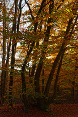 herbstlicher Laubwald bei Ratingen, NRW, Deutschland