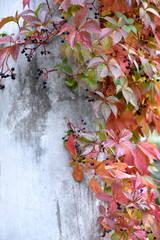 beton i bluszcz © PAWEL