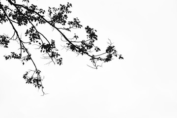 beautiful tree branch isolated on pale white background