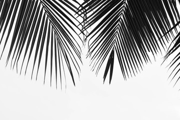 closeup palm leaves on white background