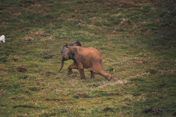  elephant baby running happy