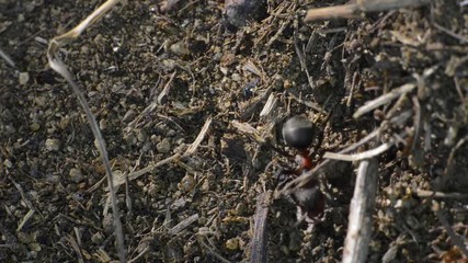 les fourmis rouges travailleuses acharnées