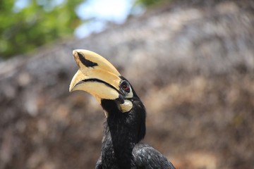 Hornbill nest on natural branches. Phuket,Thailand