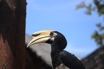 Hornbill nest on natural branches. Phuket,Thailand