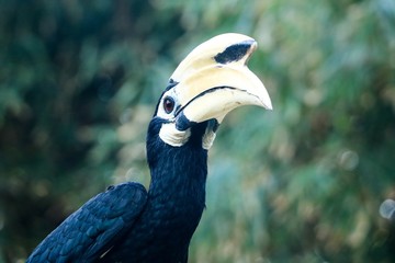 Hornbill nest on natural branches. Phuket,Thailand