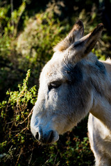 Fototapeta premium Donkey in the field on a sunny day
