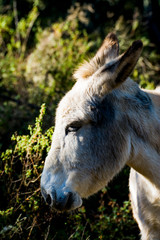 Donkey in the field on a sunny day