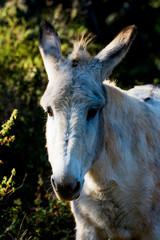 Donkey in the field on a sunny day
