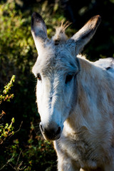 Donkey in the field on a sunny day