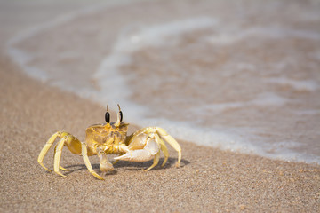 A single crab on the water's edge