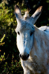Donkey in the field on a sunny day