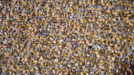 Corn is a big plan