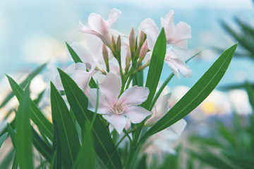 White lilies with green leaves on blue sky background