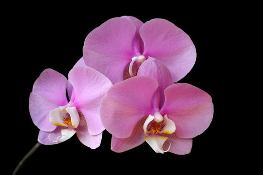 Close-up of pink-white orchid (Orchidaceae) flower on the black background