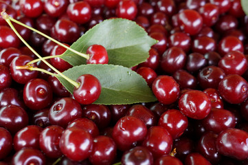 Ripe sweet cherry, harvest of cherry with a leaf