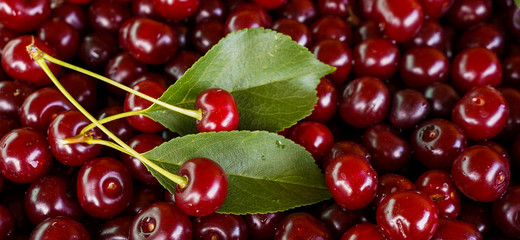 Ripe sweet cherry, harvest of cherry with a leaf