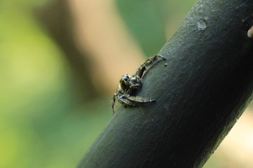 Spider on the steel pole