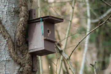 closeup of wooden bird house on tree in the forest
