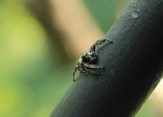 Spider on the steel pole