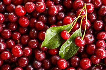 Ripe sweet cherry, harvest of cherry with a leaf