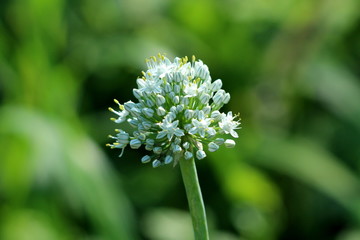 Garlic or Allium sativum bulbous plant with multiple small white flowers starting to open on flower head surrounded with other plants in background in local garden on warm summer day