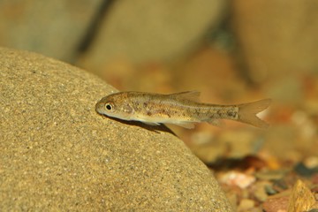 Alevín de Barbo (Luciobarbus sp.) pez de agua dulce del río Guadiana en España y Portugal.