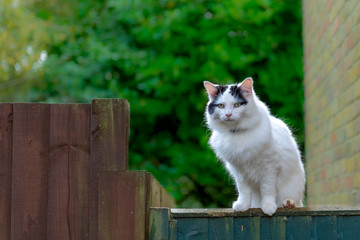 Beautiful white bigcat sitting on the fence