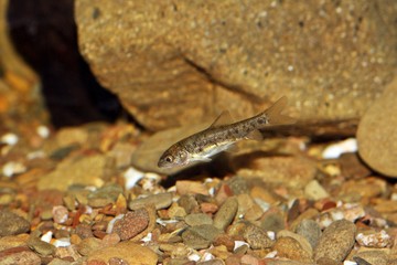 Fototapeta premium Alevín de Barbo (Luciobarbus sp.) pez de agua dulce del río Guadiana en España y Portugal.