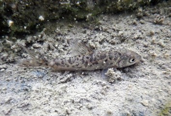 Alevín de Barbo (Luciobarbus sp.) pez de agua dulce del río Guadiana en España y Portugal.